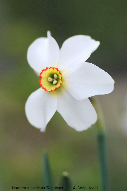 Narcissus poeticus 'Recurvus', poetpingstlilja