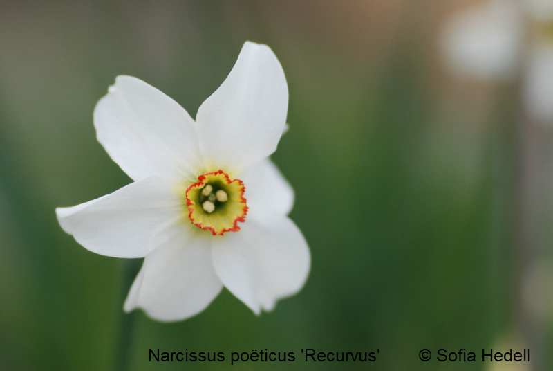 Narcissus poeticus 'Recurvus', poetpingstlilja