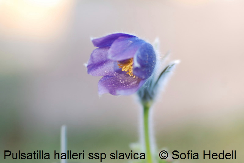 Pulsatilla halleri ssp slavica, rysk backsippa