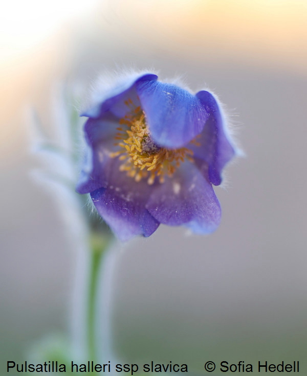 Pulsatilla halleri ssp slavica, rysk backsippa