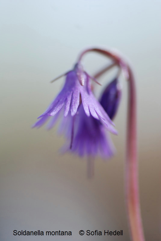 Soldanella montana, fransklocka