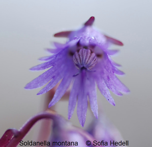 Soldanella montana, fransklocka