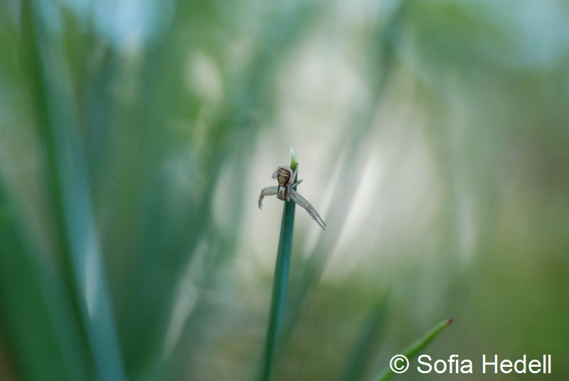 Spindel