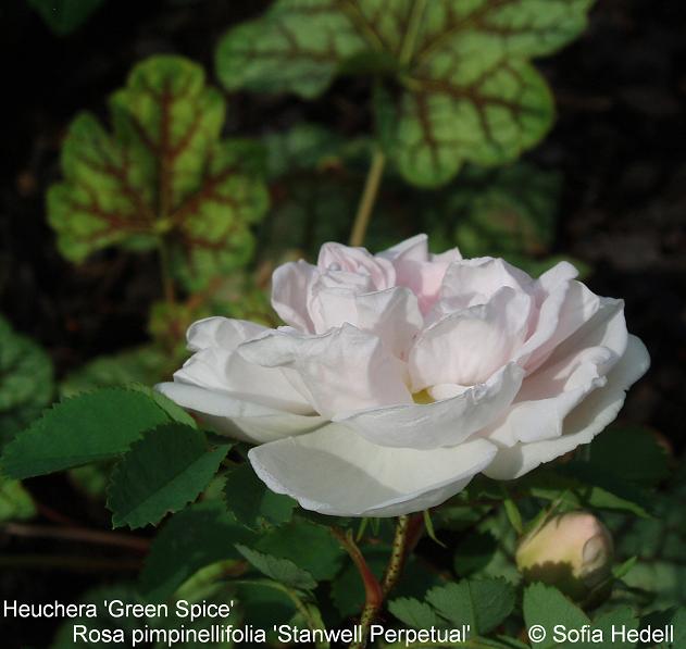 Rosa pimpinellifolia 'Stanwell Perpetual', pimpinellros