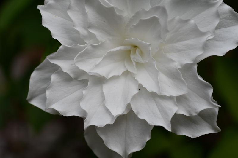 Trillium grandiflorum 'Flore Pleno', fyllt treblad