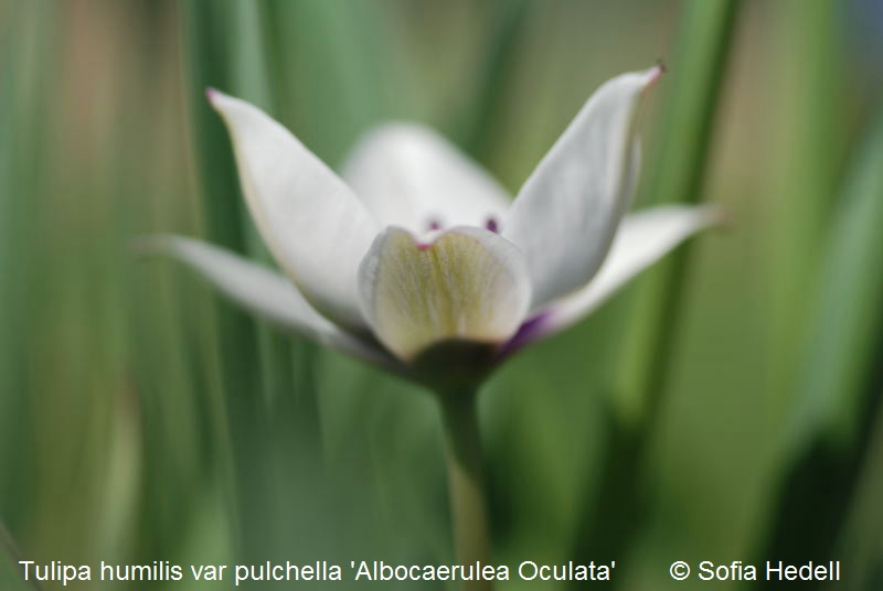Tulipa humilis var pulchella 'Albocaerulea Oculata', violtulpan