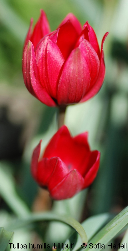 Tulipa humilis 'Lilliput', violtulpan
