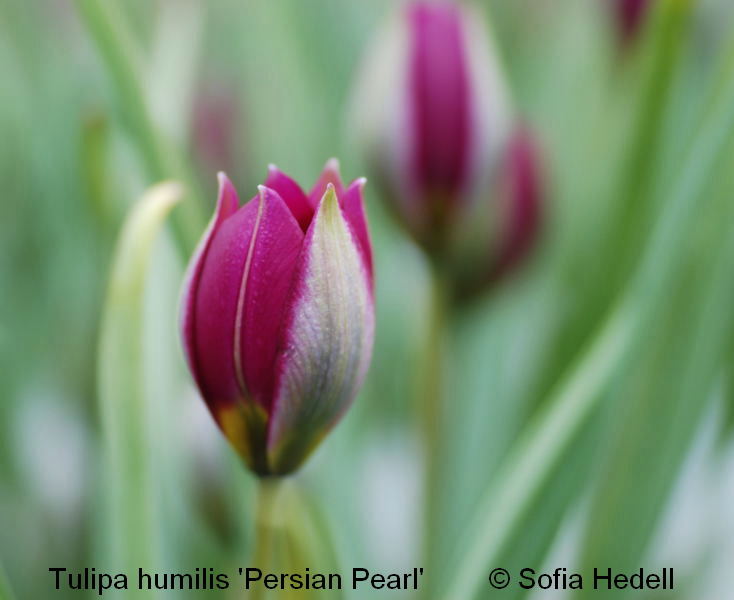 Tulipa humilis 'Persian Pearl', violtulpan