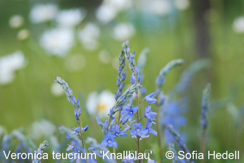 Veronica teucrium 'Knallblau', veronika