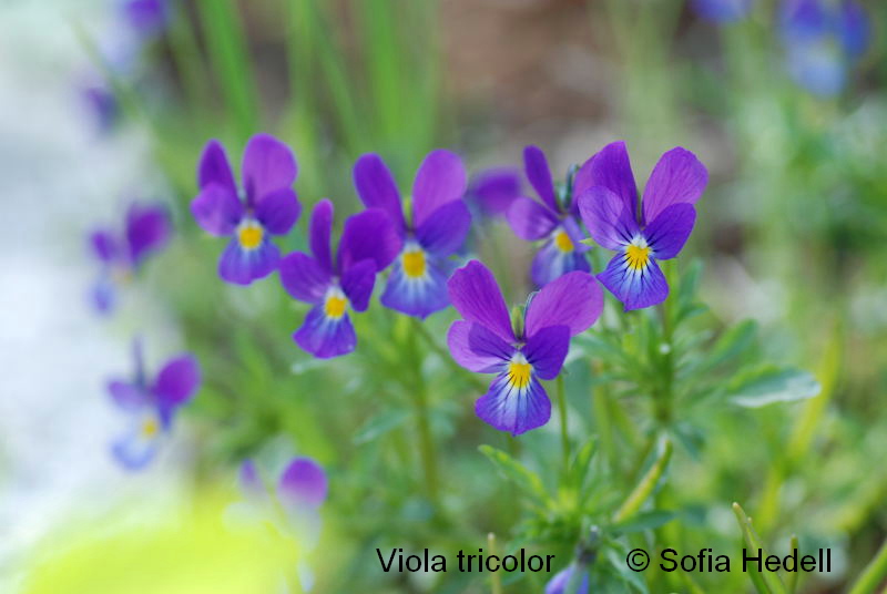 Viola tricolor, styvmorsviolviol