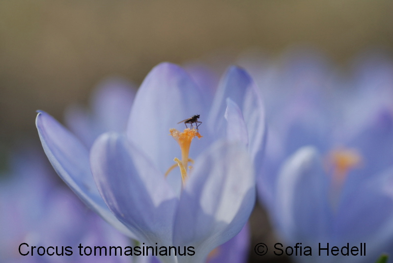 Crocus tommasinianus, snkrokus